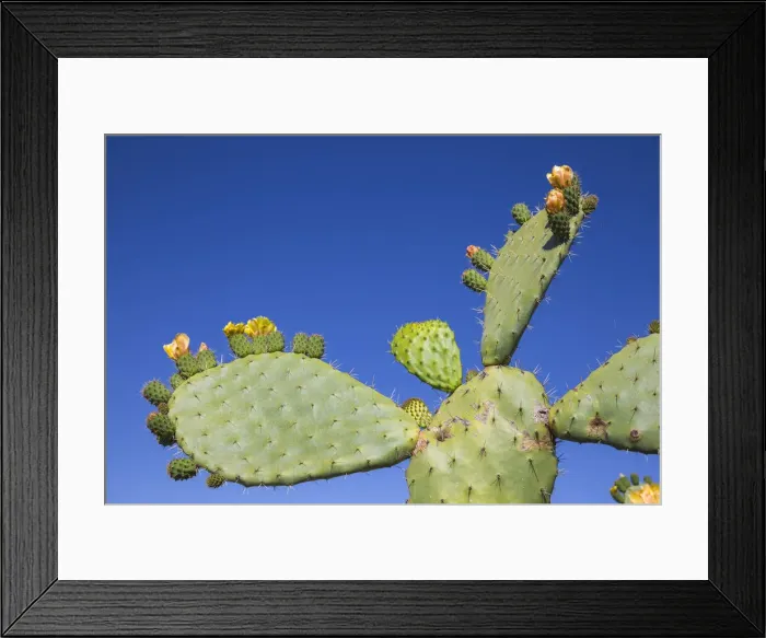 Framed Print : Italy, Sardinia, Sassari Province, Palau, Cacti