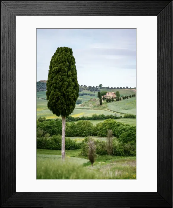 Framed Print : Lonely farmohuse and green meadow, cypress tree in foreground Framed Print : Lonely farmohuse and green meadow, cypress tree in foreground