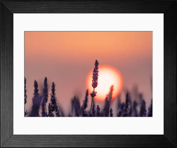 Framed Print : Close up of a lavender flower in front of the sun setting in Provence, Southern France Framed Print : Close up of a lavender flower in front of the sun setting in Provence, Southern France