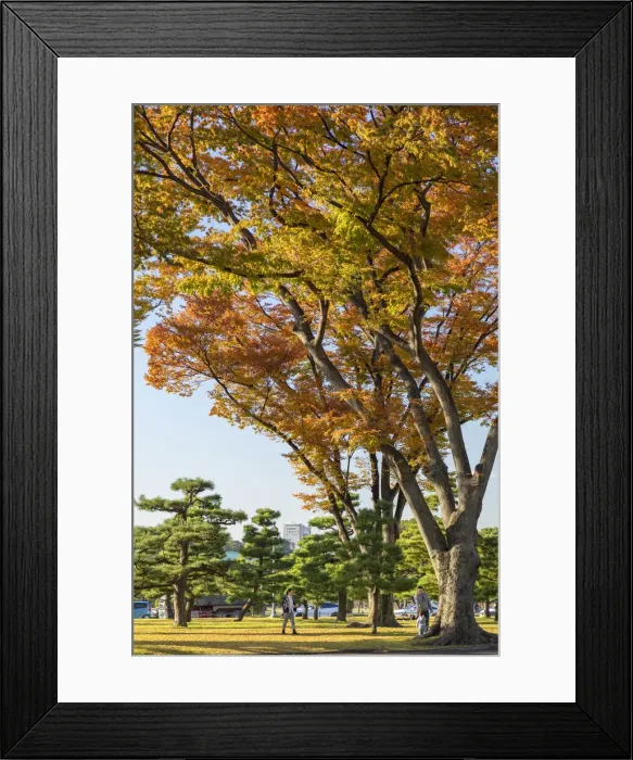 Framed Print : Autumn trees in Hibiya Park, Tokyo, Japan