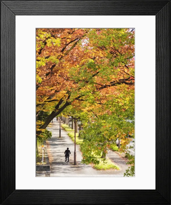 Framed Print : Man cycling past autumnal trees, Nagoya, Japan Framed Print : Man cycling past autumnal trees, Nagoya, Japan