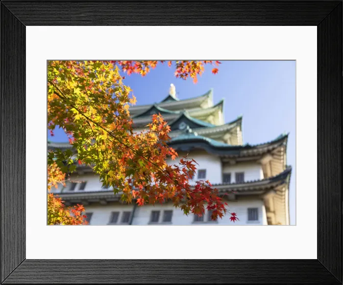 Framed Print : Japanese maple trees with autumn colours at Nagoya Castle, Nagoya, Japan Framed Print : Japanese maple trees with autumn colours at Nagoya Castle, Nagoya, Japan
