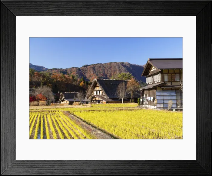 Framed Print : Traditional houses of Ogimachi (UNESCO World Heritage Site), Shirakawa-go Framed Print : Traditional houses of Ogimachi (UNESCO World Heritage Site), Shirakawa-go