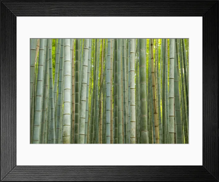 Framed Print : Bamboo forest, Sagano, Arashiyama, Kyoto, Japan