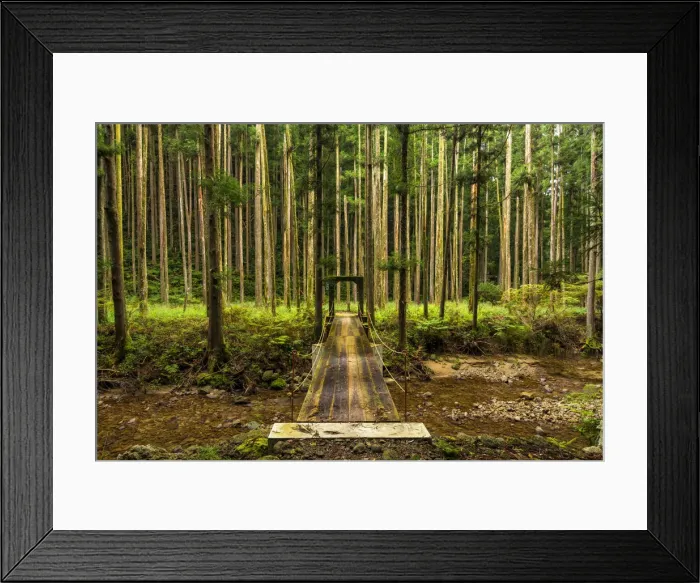 Framed Print : Foot Bridge in Pine Forest, Wakayama, Japan Framed Print : Foot Bridge in Pine Forest, Wakayama, Japan