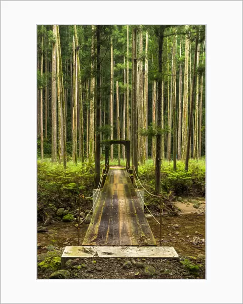 Foot Bridge in Pine Forest, Wakayama, Japan