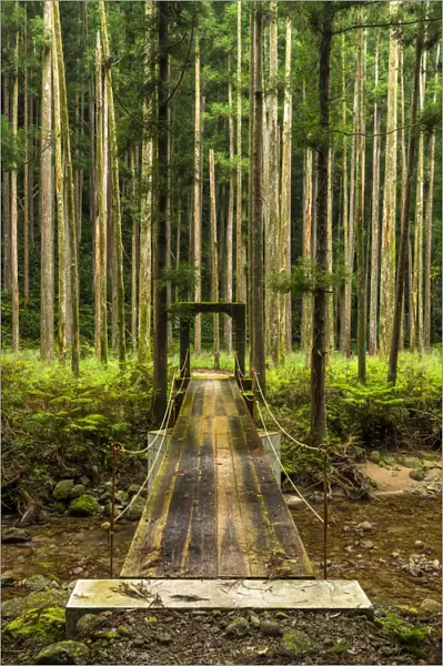 Foot Bridge in Pine Forest, Wakayama, Japan