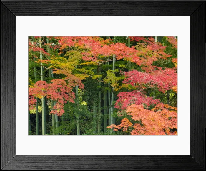 Framed Print : Bamboo & Maple Trees in Autumn, Nara, Kansai, Japan Framed Print : Bamboo & Maple Trees in Autumn, Nara, Kansai, Japan