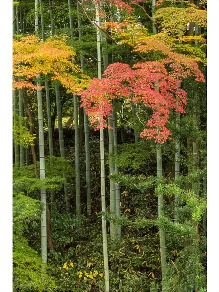 Bamboo & Maple Trees in Autumn, Nara, Kansai, Japan