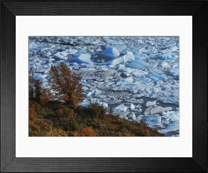 Framed Print : Perito Moreno lagoon contrasting with autumn vegetation, Los Glaciares National Park Framed Print : Perito Moreno lagoon contrasting with autumn vegetation, Los Glaciares National Park