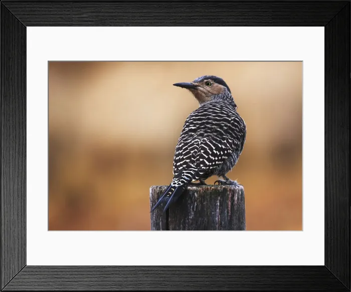 Framed Print : Chilean flicker posing on a fence in Torres del Paine National Park, Patagonia, Argentina