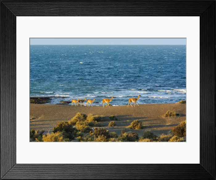 Framed Print : Argentina, Patagonia, Reserva Natural Cabo dos Bahias, Guanaco herd Framed Print : Argentina, Patagonia, Reserva Natural Cabo dos Bahias, Guanaco herd