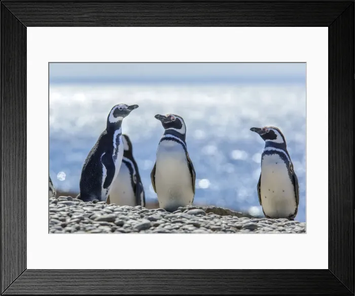 Framed Print : Argentina, Patagonia, Magellanic Penguin (Spheniscus magellanicus)