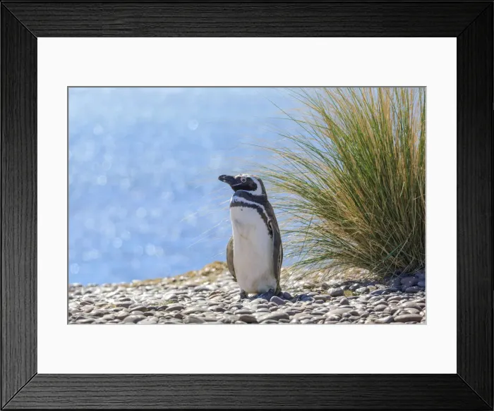 Framed Print : Argentina, Patagonia, Magellanic Penguin (Spheniscus magellanicus)