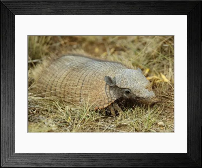 Framed Print : Argentina, Patagonia, Chubut Province, Valdes Peninsula, Puerto Madryn Framed Print : Argentina, Patagonia, Chubut Province, Valdes Peninsula, Puerto Madryn