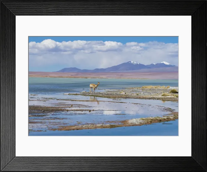 Framed Print : South America, Andes, Altiplano, Bolivia, Termas de Polques, Vicugna vicugna Framed Print : South America, Andes, Altiplano, Bolivia, Termas de Polques, Vicugna vicugna