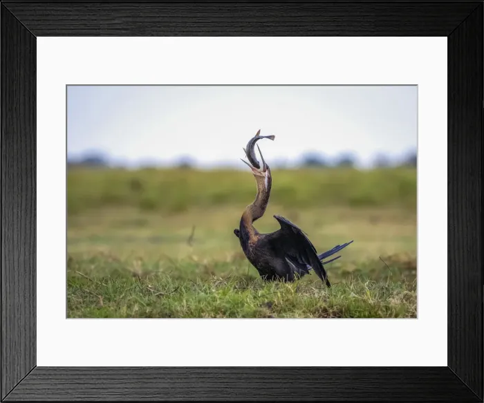 Framed Print : African Darter with a large Bream catch, Chobe River, Chobe National Park, Botswana Framed Print : African Darter with a large Bream catch, Chobe River, Chobe National Park, Botswana