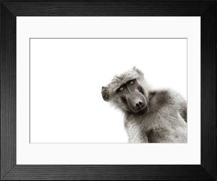 Framed Print : Chacma Baboon, Chobe River, Chobe National Park, Botswana Framed Print : Chacma Baboon, Chobe River, Chobe National Park, Botswana