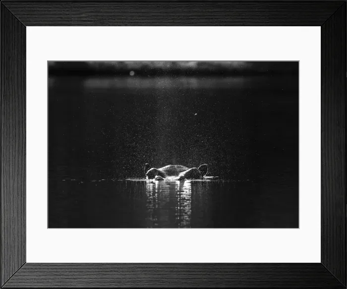 Framed Print : Hippo head with water spray, Chobe River, Chobe National Park, Botswana Framed Print : Hippo head with water spray, Chobe River, Chobe National Park, Botswana