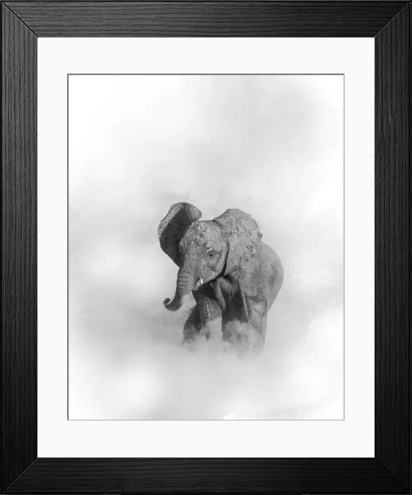 Framed Print : Young elephant shrouded in dust, Chobe River, Chobe National Park, Botswana Framed Print : Young elephant shrouded in dust, Chobe River, Chobe National Park, Botswana