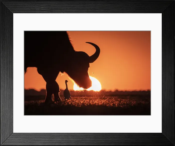 Framed Print : Cape Buffalo and Egret sunset silhouette, Chobe River, Chobe National Park, Botswana Framed Print : Cape Buffalo and Egret sunset silhouette, Chobe River, Chobe National Park, Botswana