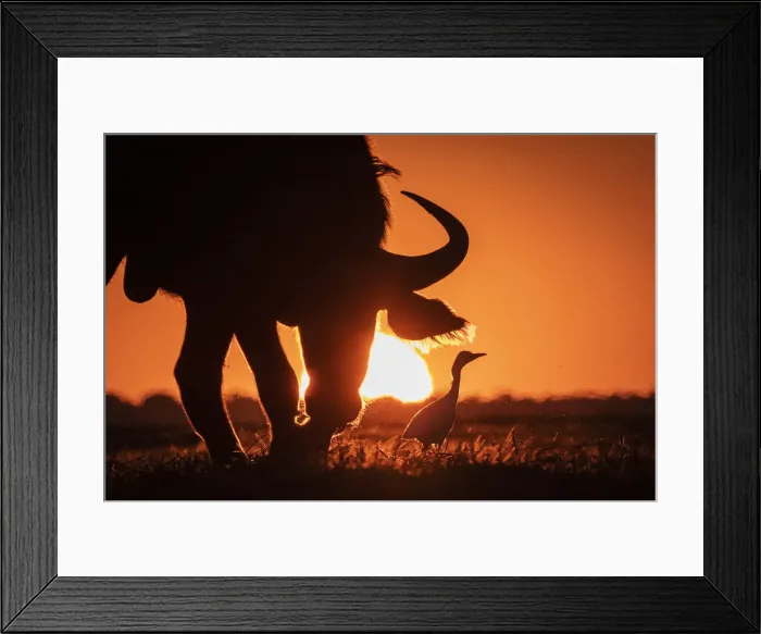 Framed Print : Cape Buffalo and Egret sunset silhouette, Chobe River, Chobe National Park, Botswana Framed Print : Cape Buffalo and Egret sunset silhouette, Chobe River, Chobe National Park, Botswana