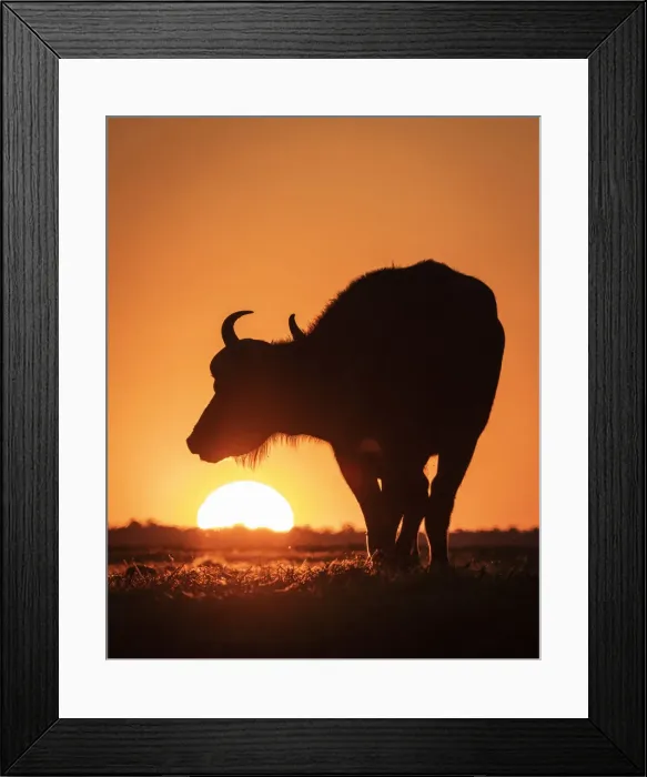 Framed Print : Cape Buffalo sunset silhouette, Chobe River, Chobe National Park, Botswana Framed Print : Cape Buffalo sunset silhouette, Chobe River, Chobe National Park, Botswana