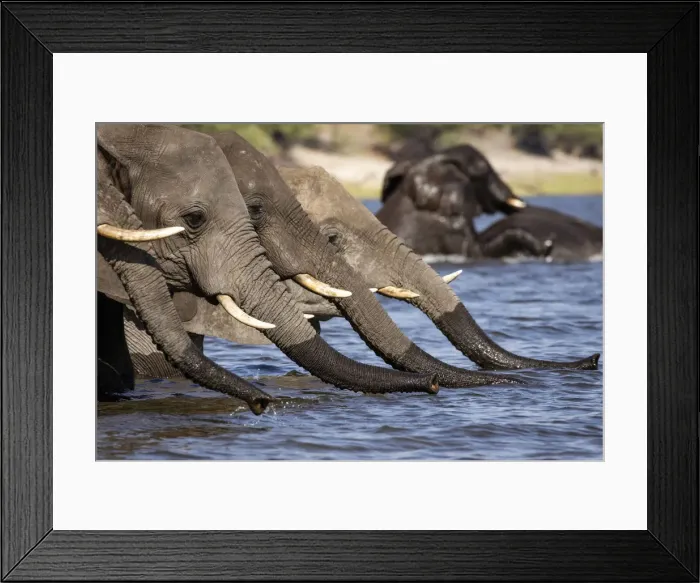 Framed Print : Line of Elephants drinking water, Chobe River, Chobe National Park, Botswana Framed Print : Line of Elephants drinking water, Chobe River, Chobe National Park, Botswana