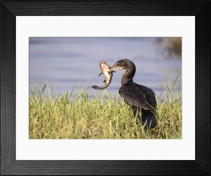 Framed Print : Reed Cormorant with Catfish catch, Chobe River, Chobe National Park, Botswana Framed Print : Reed Cormorant with Catfish catch, Chobe River, Chobe National Park, Botswana