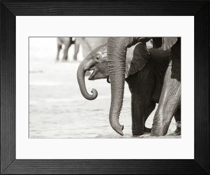 Framed Print : Young Elephant, Chobe River, Chobe National Park, Botswana Framed Print : Young Elephant, Chobe River, Chobe National Park, Botswana