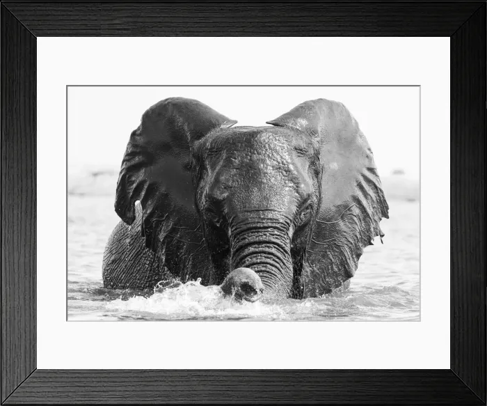 Framed Print : Playful Elephant, Chobe River, Chobe National Park, Botswana Framed Print : Playful Elephant, Chobe River, Chobe National Park, Botswana