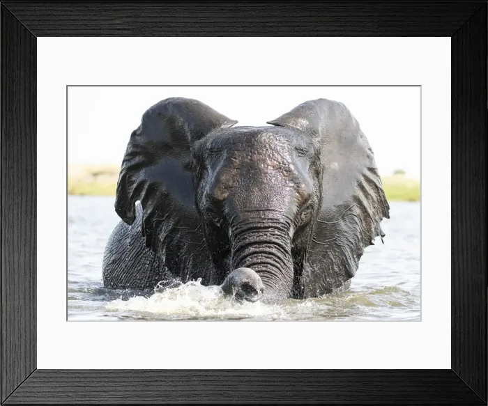 Framed Print : Playful Elephant, Chobe River, Chobe National Park, Botswana Framed Print : Playful Elephant, Chobe River, Chobe National Park, Botswana