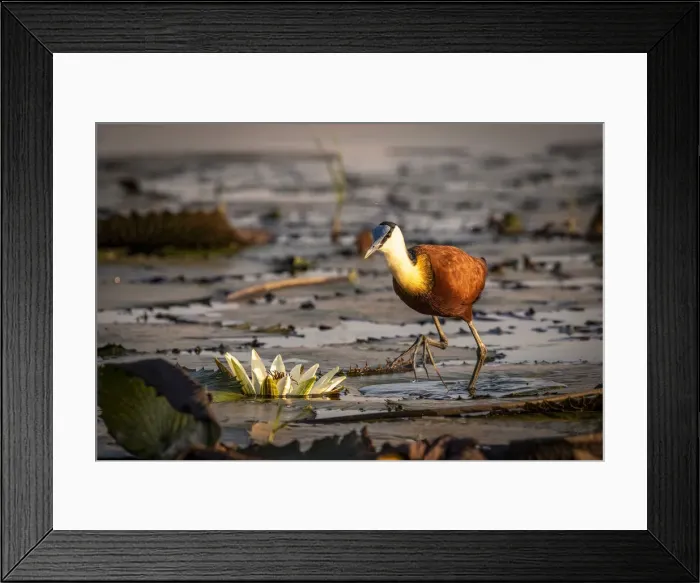 Framed Print : African Jacana with Water Lilly, Chobe River, Chobe National Park, Botswana Framed Print : African Jacana with Water Lilly, Chobe River, Chobe National Park, Botswana