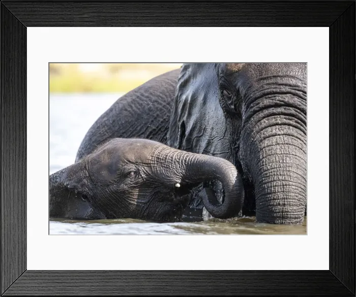 Framed Print : Young Elephant with mother, Chobe River, Chobe National Park, Botswana