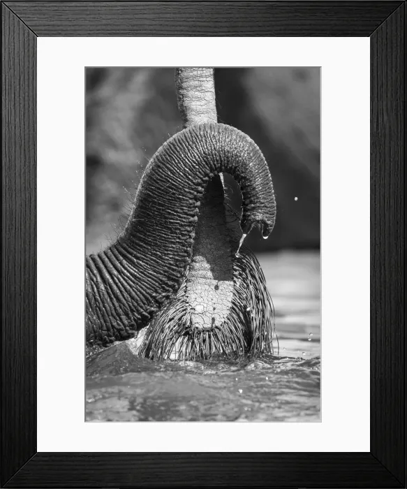 Framed Print : Small Elephant trunk, Chobe River, Chobe National Park, Botswana Framed Print : Small Elephant trunk, Chobe River, Chobe National Park, Botswana
