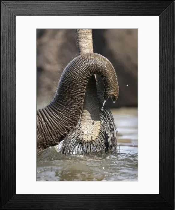Framed Print : Small Elephant trunk, Chobe River, Chobe National Park, Botswana Framed Print : Small Elephant trunk, Chobe River, Chobe National Park, Botswana