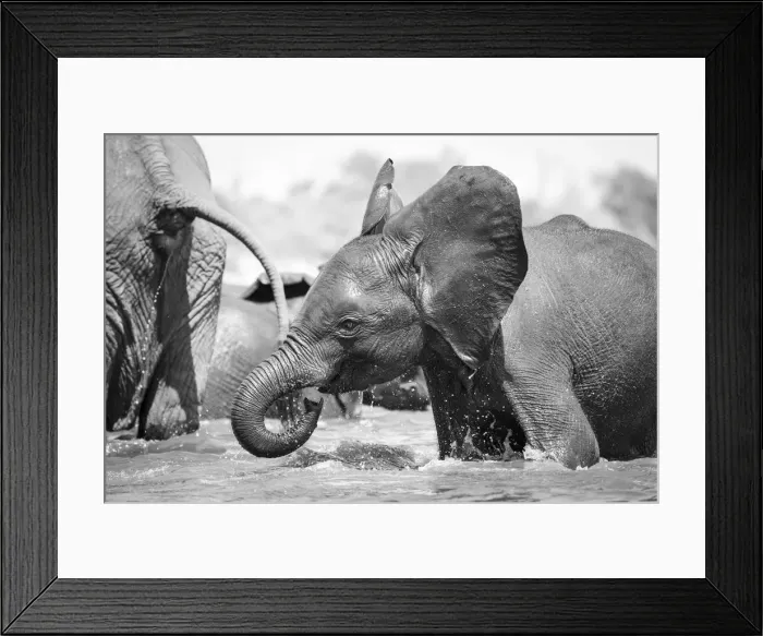 Framed Print : Young Elephant playing, Chobe River, Chobe National Park, Botswana Framed Print : Young Elephant playing, Chobe River, Chobe National Park, Botswana