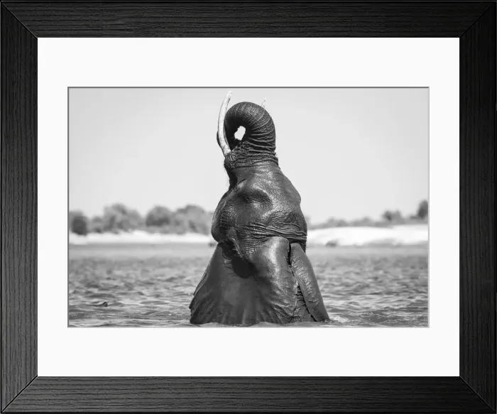 Framed Print : Swimming Elephant, Chobe River, Chobe National Park, Botswana Framed Print : Swimming Elephant, Chobe River, Chobe National Park, Botswana