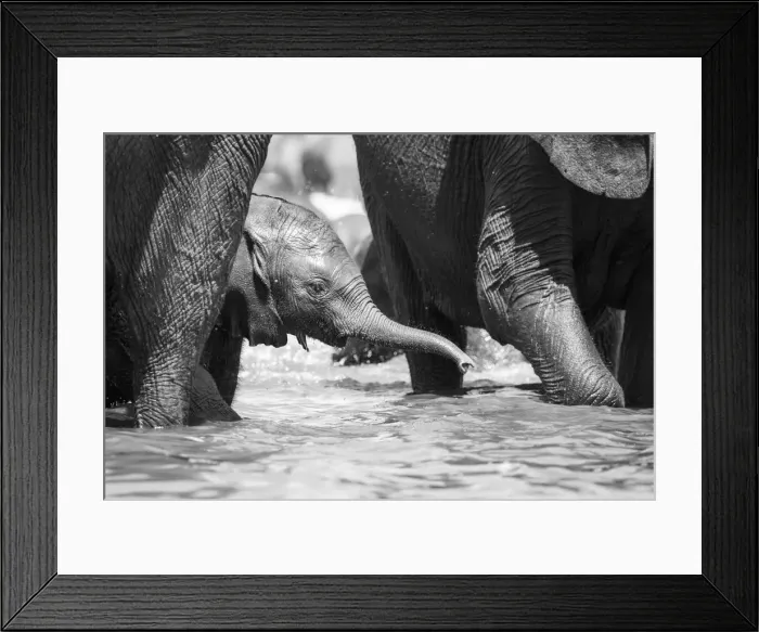 Framed Print : Young Elephant drinking, Chobe River, Chobe National Park, Botswana Framed Print : Young Elephant drinking, Chobe River, Chobe National Park, Botswana
