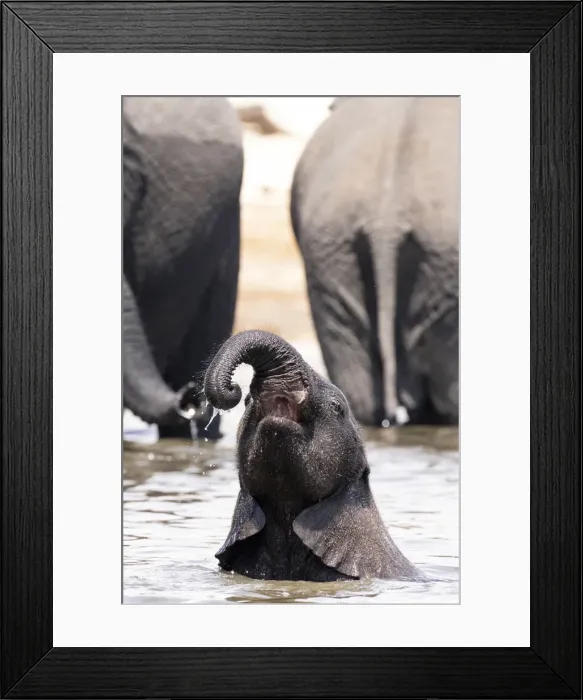 Framed Print : Young Elephant playing, Chobe River, Chobe National Park, Botswana Framed Print : Young Elephant playing, Chobe River, Chobe National Park, Botswana