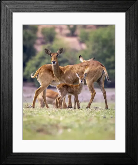 Framed Print : Puku with baby, Chobe River, Chobe National Park, Botswana Framed Print : Puku with baby, Chobe River, Chobe National Park, Botswana