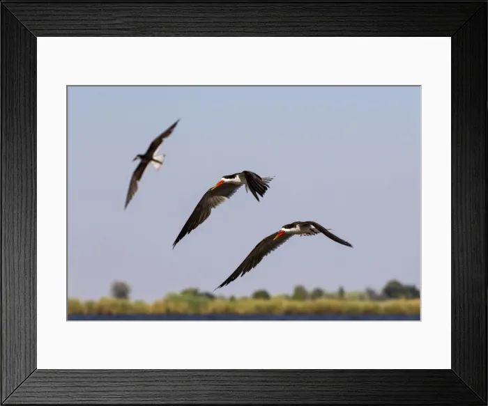 Framed Print : African Skimmers in flight, Chobe River, Chobe National Park, Botswana Framed Print : African Skimmers in flight, Chobe River, Chobe National Park, Botswana