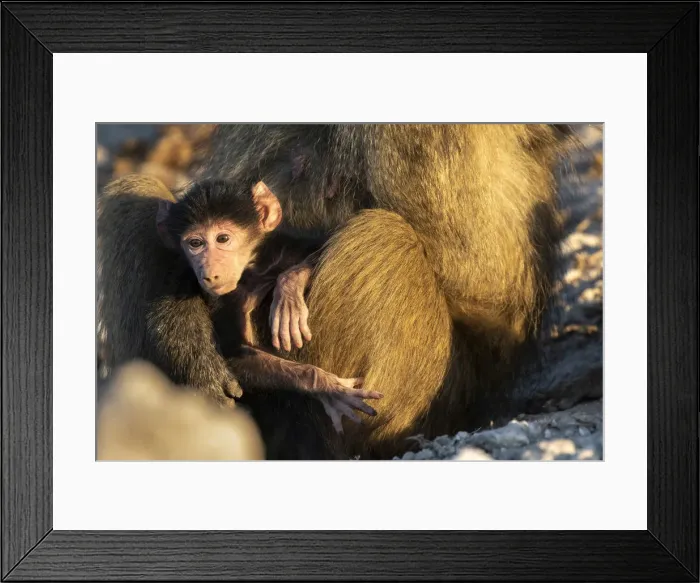 Framed Print : Baby Chacma Baboon, Chobe River, Chobe National Park, Botswana Framed Print : Baby Chacma Baboon, Chobe River, Chobe National Park, Botswana