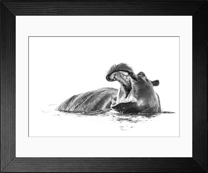 Framed Print : Hippo, Chobe River, Chobe National Park, Botswana Framed Print : Hippo, Chobe River, Chobe National Park, Botswana