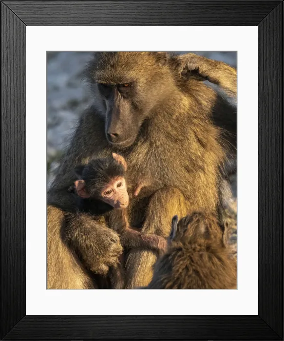 Framed Print : Chacma Baboon mother with baby, Chobe River, Chobe National Park, Botswana