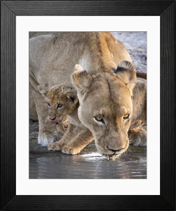 Framed Print : Lion cub and mother drinking, Savuti, Chobe National Park, Botswana Framed Print : Lion cub and mother drinking, Savuti, Chobe National Park, Botswana