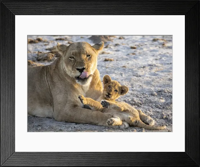Framed Print : Lion cub and mother, Savuti, Chobe National Park, Botswana Framed Print : Lion cub and mother, Savuti, Chobe National Park, Botswana