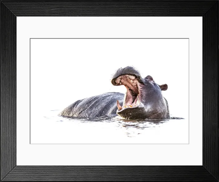 Framed Print : Hippo, Chobe River, Chobe National Park, Botswana Framed Print : Hippo, Chobe River, Chobe National Park, Botswana
