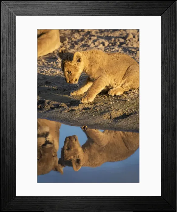 Framed Print : Lion cub, Savuti, Chobe National Park, Botswana