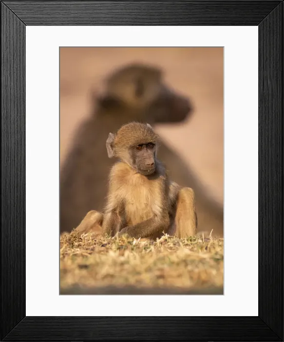 Framed Print : Young Chacma Baboon, Chobe River, Chobe National Park, Botswana Framed Print : Young Chacma Baboon, Chobe River, Chobe National Park, Botswana